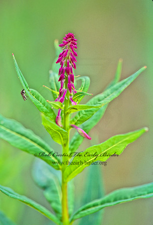 Chamerion angustifolium  TALL FIREWEED 243036z