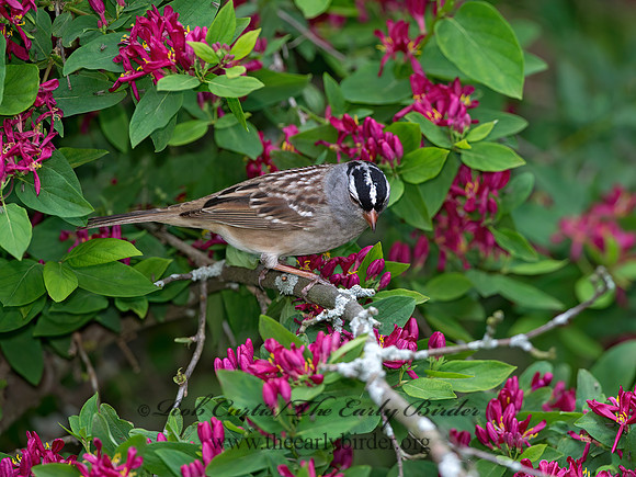 Zonotrichia leucophrys  WHITE-CROWNED SPARROW 9045457z