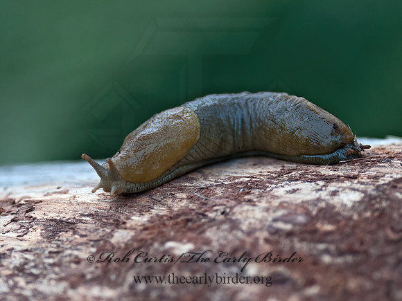 Stylomatophora  SLUG 8037326z