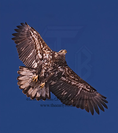 Haliaeetus leucocephalus  BALD EAGLE 6020300z
