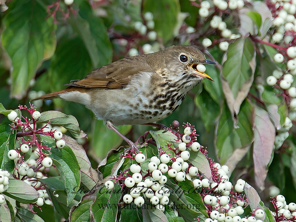 Catharus guttatus  HERMIT THRUSH 9015567z