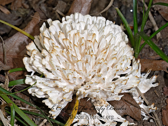 Sebacina schweinitzii JELLIED FALSE CORAL FUNGUS 9089991z