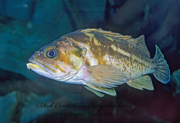 Sebastes caurinus  COPPER ROCKFISH 221615z