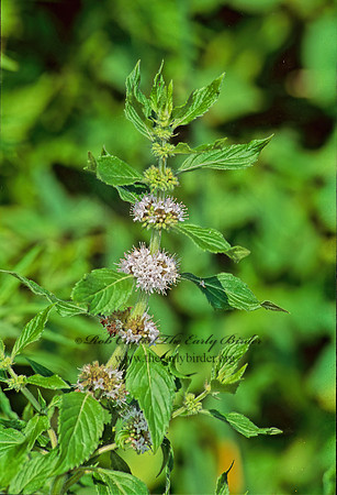 Leonurus cardiaca  MOTHERWORT 284436z