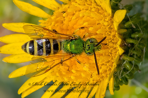 Agapostemon  STRIPED SWEAT BEE 3023439 z