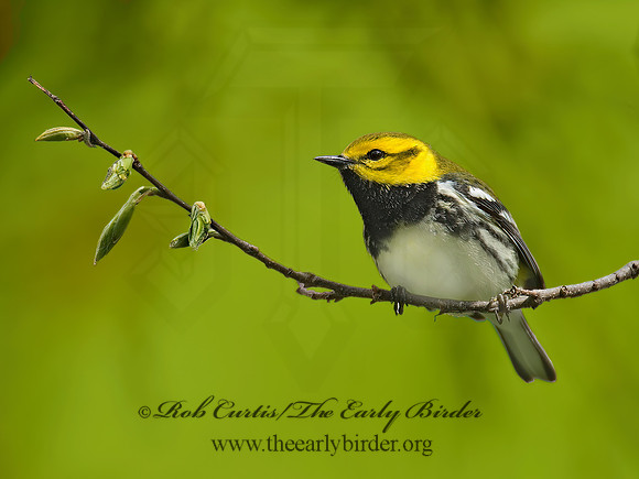 Setophaga virens  BLACK-THROATED GREEN WARBLER 6004820z