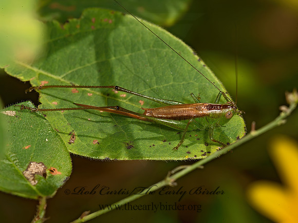 Conocephalus  LESSER MEADOW KATYDID 9051889z