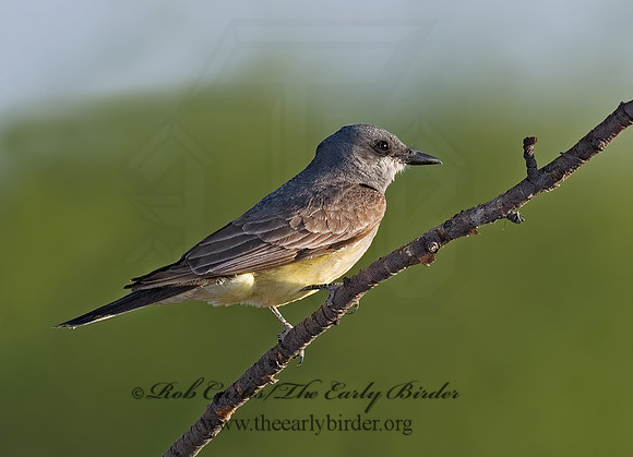 Tyrannus vociferans  CASSIN'S KINGBIRD 7008419z