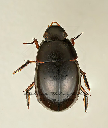 Tropisternus affinis  WATER SCAVENGER BEETLE 9019460z