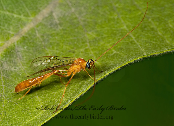 Enicospilus purgatus  OPHIONINAE ICHNEUMON 5014919z