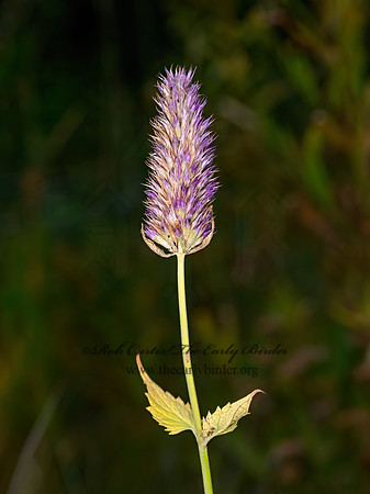 Agastache urticifolia  HORSEMINT 3024389-z