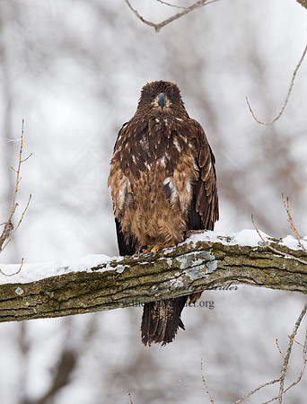 Haliaeetus leucocephalus  BALD EAGLE 8009905z