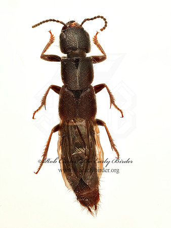 Platydracus praetermissus  STAPHYLININI ROVE BEETLE 9020853z