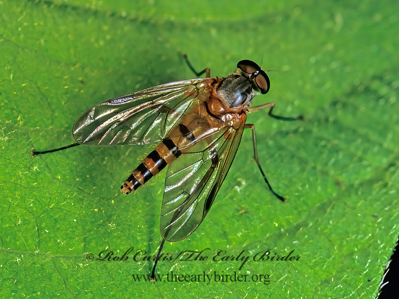 Rhagio hirtus  SNIPE FLY 170211z