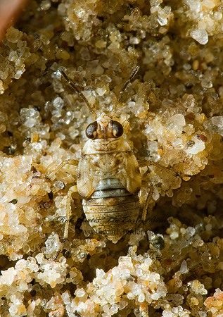 Saldula pallipes 5000723z