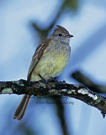 Elaenia flavogaster  YELLOW-BELLIED ELAENIA 206124z