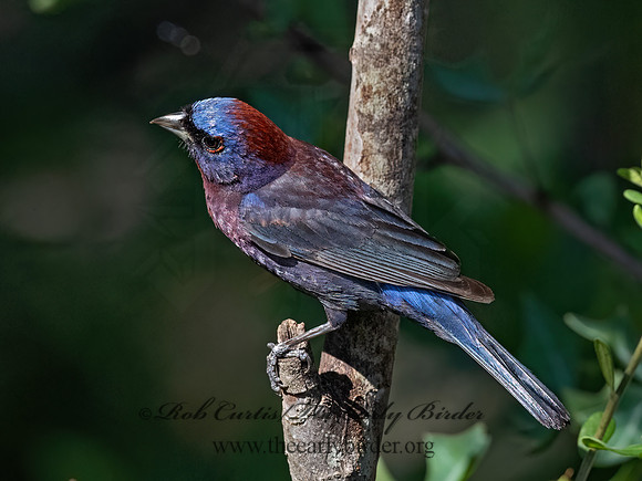 Passerina versicolor  VARIED BUNTING 3041013z