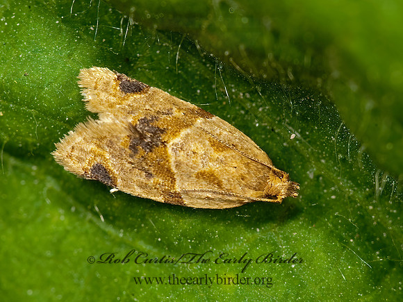 Clepsis peritana  GARDEN TORTRIX 8023519z