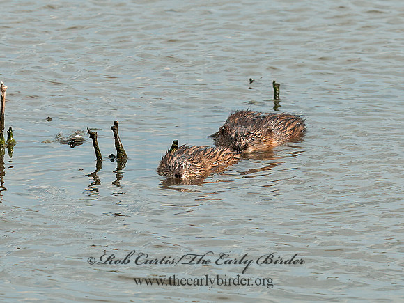 Ondatra zibethica  MUSKRAT 3014338z