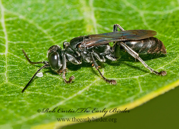 Lyroda subita 3008989z