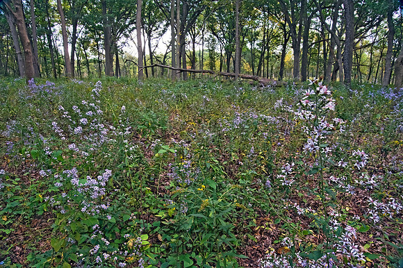 FLOWER FIELD 8018475z