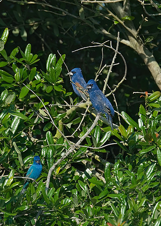Guiraca caerulea  BLUE GROSBEAK 7002245z