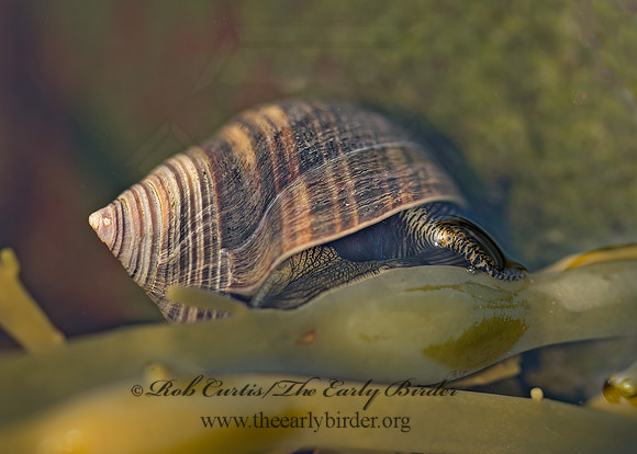 Littorina littorea  COMMON PERIWINKLE 9033173z