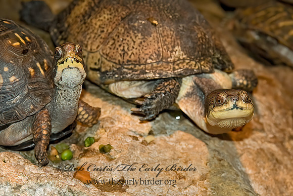 Emydoidea blanding  BLANDING'S TURTLE 5011114z