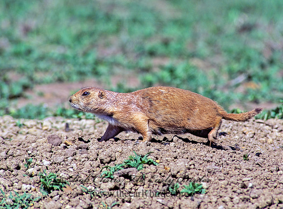 Cynomys ludovicianus  BLACK-TAILED PRAIRIE DOG 134305z