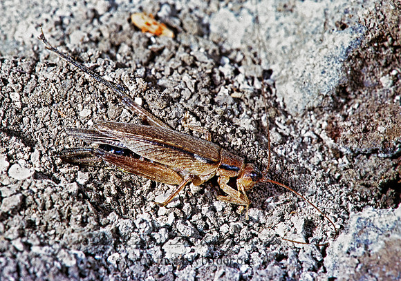 Hapithus oriobates  INDIES BUSH CRICKET 251035z