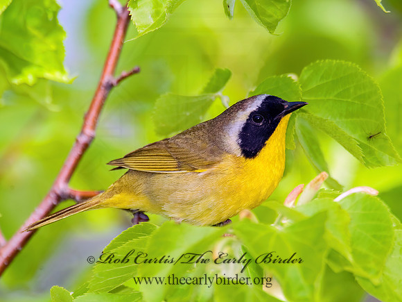 Geothylpis trichas  COMMON YELLOWTHROAT 8003514z