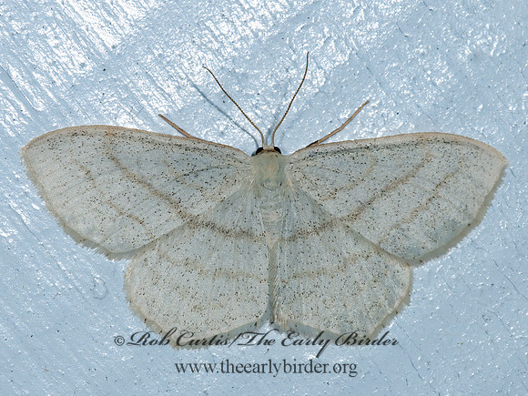 Scopula junctaria  SIMPLE WAVE MOTH 3014099z