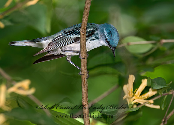 Setophaga cerulea  CERULEAN WARBLER 9023045z