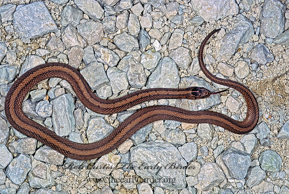 Storeria dekay  BROWN SNAKE 304419z