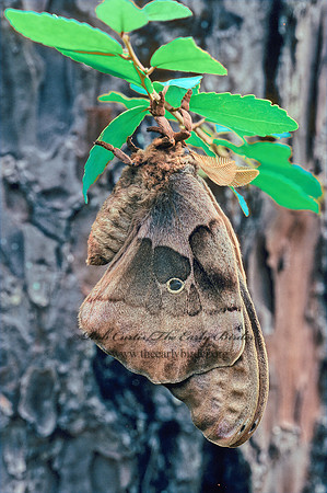 Antheraea polyphemus  POLYPHEMUS MOTH 169211z