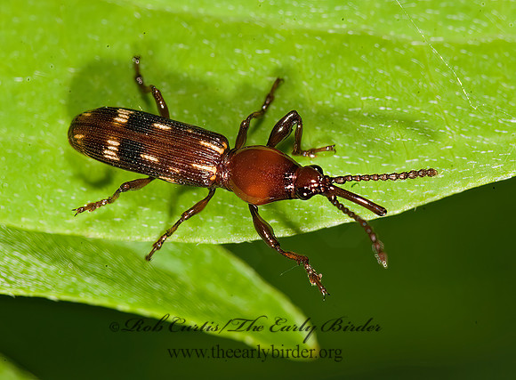 Arrhenodes minutus 8014560z