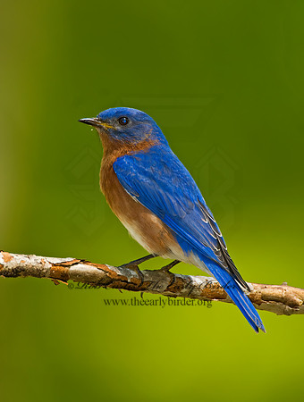 Sialia sialis  EASTERN BLUEBIRD 6003737z