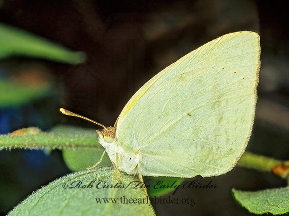 Appias drusilla neumaegenii  TROPICAL WHITE 56830z