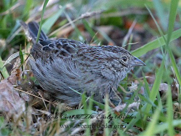 Peucaea cassinii  CASSIN'S SPARROW 3027612