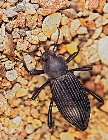 Eleodes obscurus sulcipennis 152014z