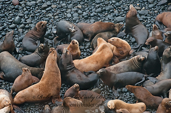 Zalophus californianus  CALIFORNIA SEA LION 8019762z