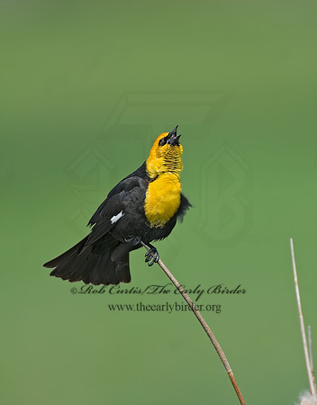 Xanthocephalus xanthocephalus  YELLOW-HEADED BLACKBIRD 6004181z