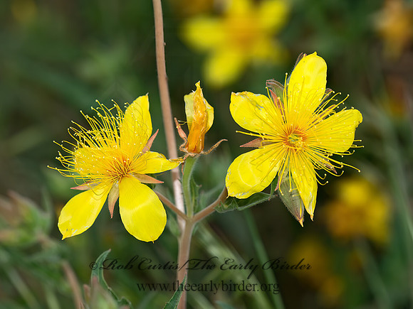 Mentzelia crocea  SIERRA BLAZING STAR  9058587z