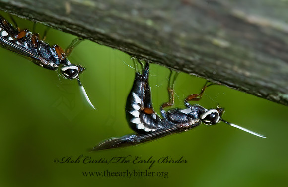 Xiphydria maculata 5008327z