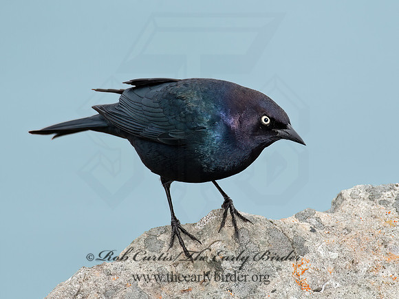 Euphagus cyanocephalus  BREWER'S BLACKBIRD 8020042z