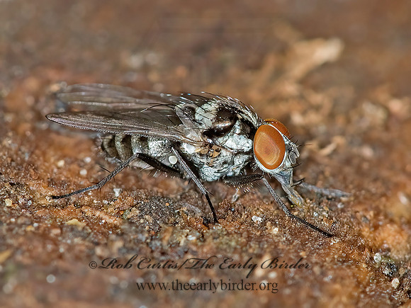Anthomyia oculifera  ROOT-MAGGOT FLY 6007728z