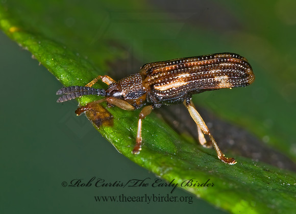 Sumitrosis inequalis HISPINE LEAF BEETLE 6015018z