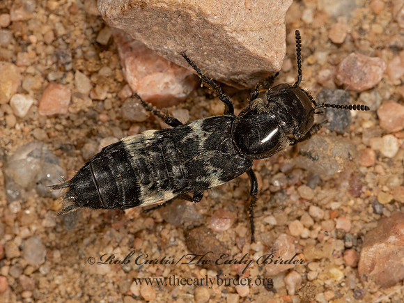 Creophilus maxillosus HAIRY ROVE BEETLE 3025580z