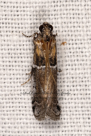 Chararica hystriculella  KNOT-HORN MOTH 3038060z