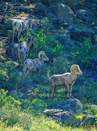 Ovis canadensis  BIGHORN SHEEP 152719z